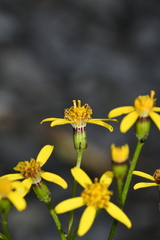 Senecio taitungensis