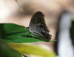 Melanitis leda