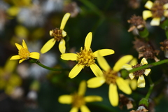 Senecio taitungensis