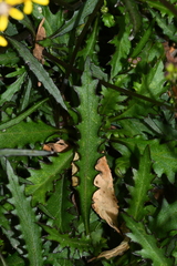 Senecio taitungensis