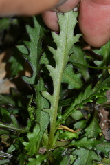 Senecio taitungensis