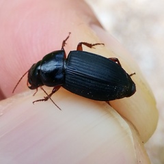 Harpalus rubripes