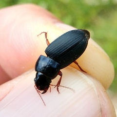 Harpalus rubripes
