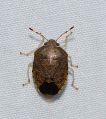 Menida spectabilis
