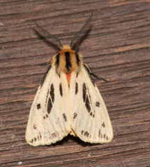 Ardices curvata