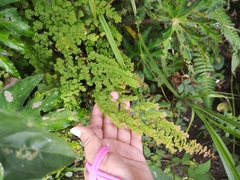 Adiantum concinnum