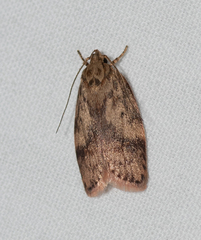 Oligoloba severa