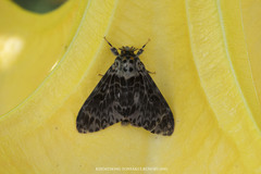 Lymantria atemeles
