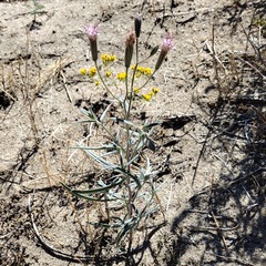Palafoxia arida arida