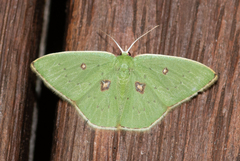 Comostola leucomerata