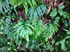 Leptochilus ellipticus