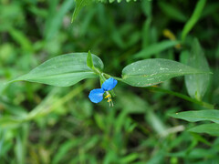 Commelina communis
