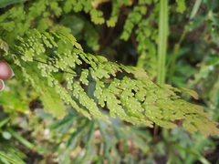 Adiantum concinnum