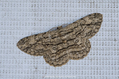 Hypomecis transcissa