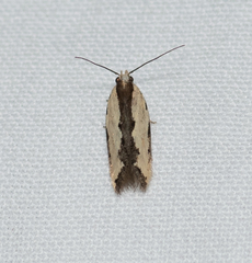 Ardozyga catarrhacta