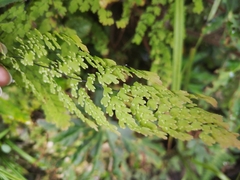Adiantum concinnum