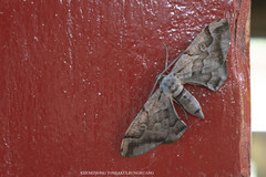 Hypochrosis binexata