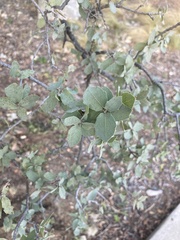 Quercus hinckleyi