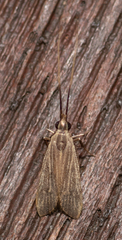 Lecithoceridae