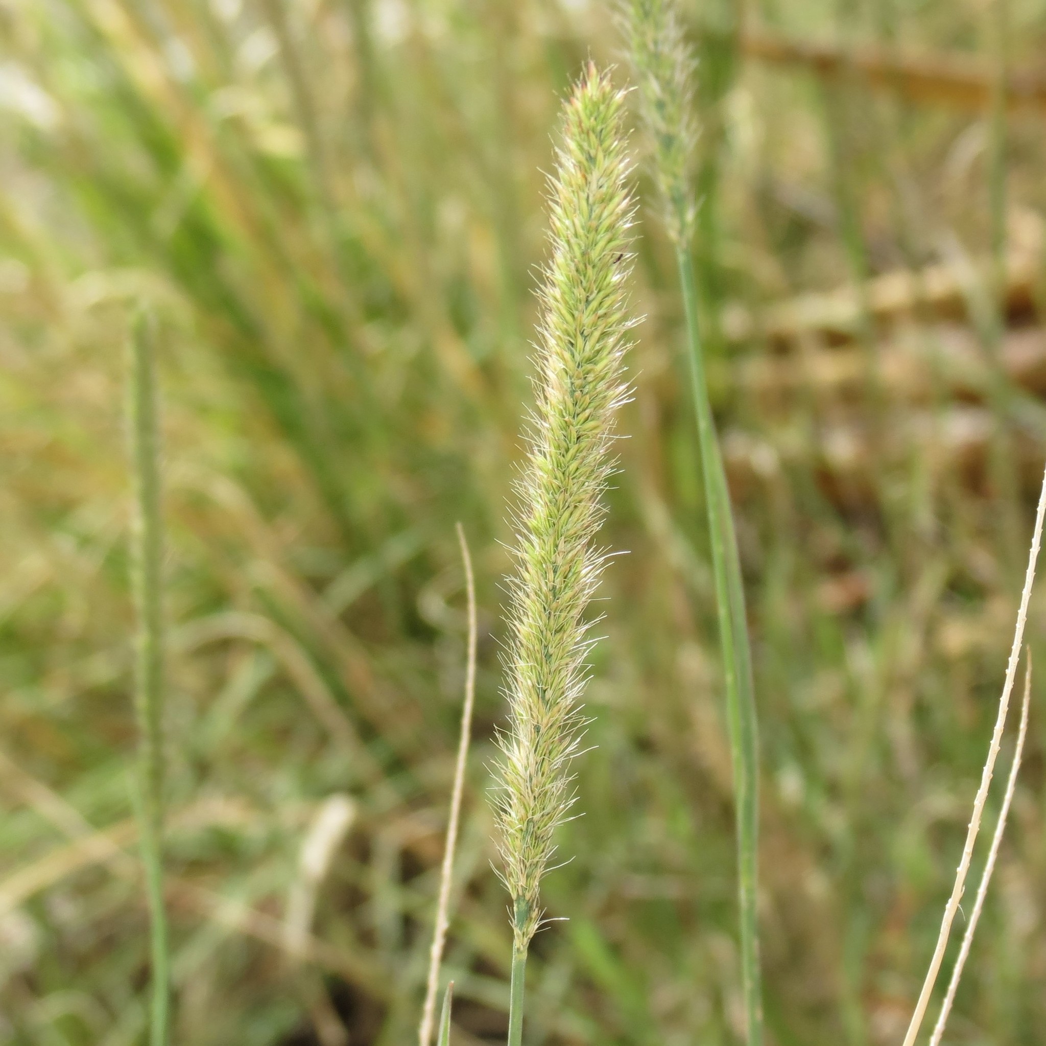 Muhlenbergia alopecuroides