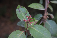 Rhus integrifolia × ovata