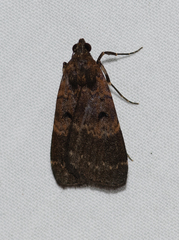 Hydrillodes funestalis