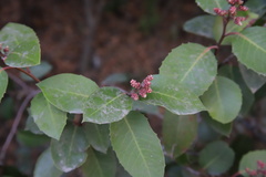 Rhus integrifolia × ovata