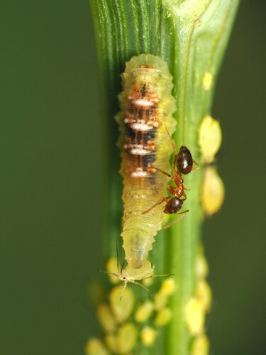 Short-tailed Aphideater photo 6