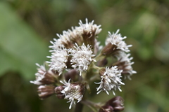 Petasites formosanus