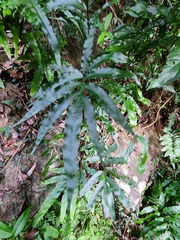 Leptochilus ellipticus