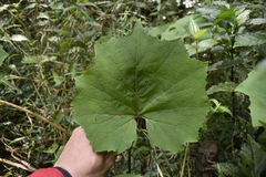 Petasites formosanus