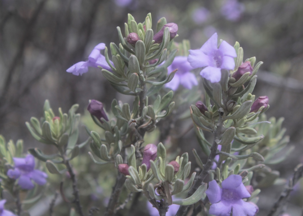 Silverleaf