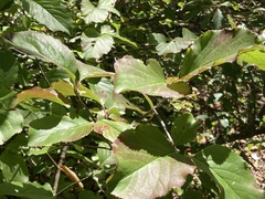 Viburnum rufidulum