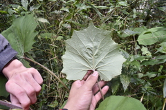 Petasites formosanus