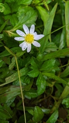 Erigeron karvinskianus