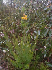 Phyllota phylicoides