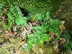 Selaginella moellendorffii
