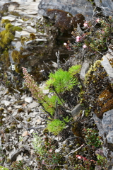 Artemisia morrisonensis