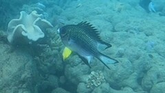 Amblyglyphidodon leucogaster