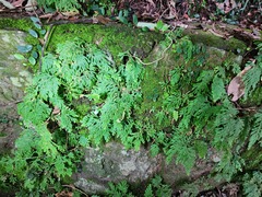 Selaginella moellendorffii