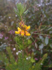 Phyllota phylicoides