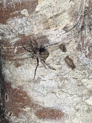 Araneus saevus