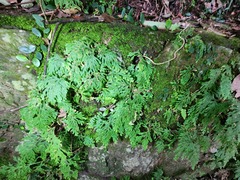 Selaginella moellendorffii