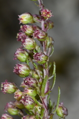 Artemisia morrisonensis