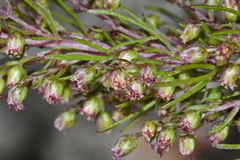 Artemisia morrisonensis