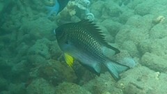 Amblyglyphidodon leucogaster