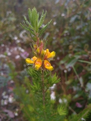 Phyllota phylicoides