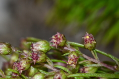 Artemisia morrisonensis