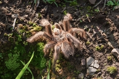 Grammostola rosea