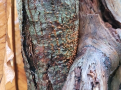 Cryphonectria parasitica